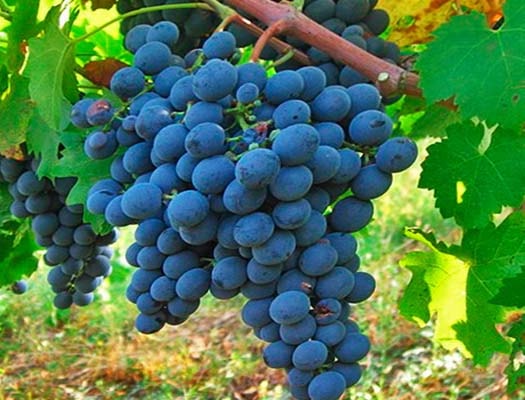Modulo grado superior vitivinicultura